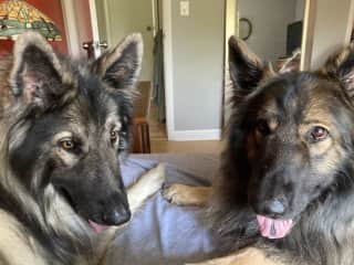 They love to be close when I get home