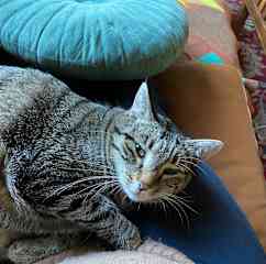 Sweet Gaia offering purr medicine:)