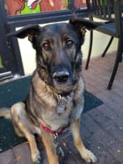 Out to lunch at a pet-friendly restaurant