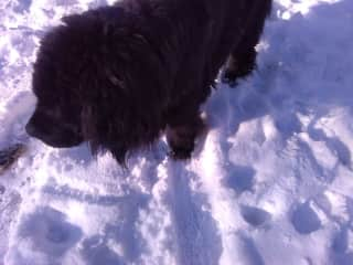 Godi in the snow