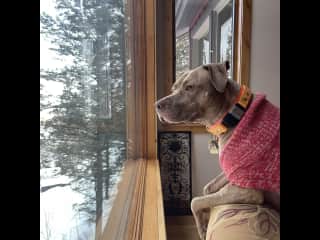 Swirly at home scoping out what’s going on outside