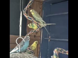 These birds have just shown up, many breeders around sometimes I catch them sometimes I don't, but leaving them is a sure death sentence so I reduce what I can they also have an outside aviary for warm months.