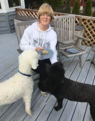 Coco and her best friend Star, another poodle on our beach.