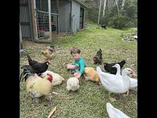 We have 7 hens, a rooster and 3 Muscovies. Most chickens will stay away from people but the ducks love a treat! 

They all love to eat food scraps.