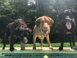 Hershey chocolate lab ; Savannah; Georgia