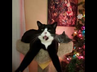 Milo is the Largest Black and white cat.