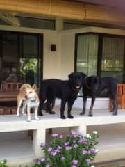 from left to right: Boonchoo, Bella, Boonlai (now deceased)