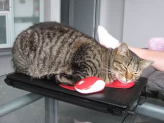 Rosie - With mouse