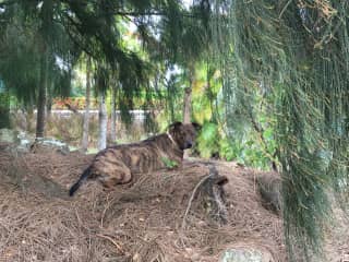 Lying in wait for the neighbor’s dog for their morning chase down the fence