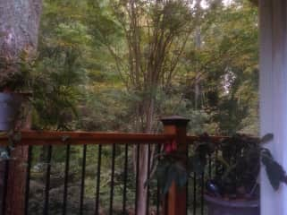 Our wooded backyard