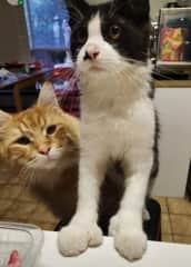 Cheddar and Maurice are the resident Sous Chefs in our household. The two Maine Coon cats are definately the bosses around here.