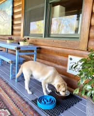 Buck is an English Labrador Retriever, 5yrs old. He is very sweet and loves a good walk  or hike or wading in a shallow creek or river’s edge. He is a people-loving dog like his companion, Blue.