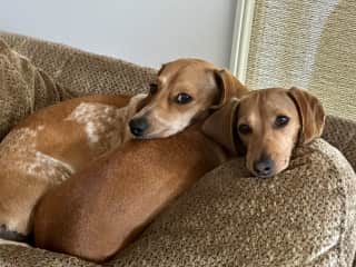 Another favorite spot; back of the chair… so they can keep “watch” of the backyard.