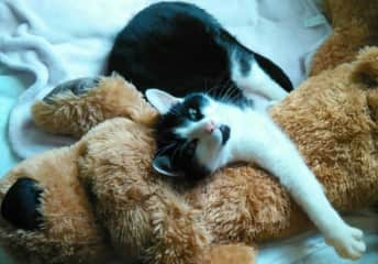 Behold Sheldon, who lives in London and can't sleep soundly without his big, fluffy dog pal. Seriously. If he was nowhere to be seen, you'd find him either napping with his doggo or trying to figure out how to break into the pantry to steal treats.