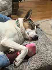 All play or comatose! Likes to sleep in the recliner with mom.