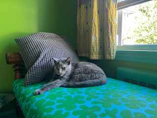Peach is usually scared of strangers, but if you gain her trust, she is very affectionate.