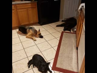 Shadow, Pleakly and Sir Diddimus waiting patiently in the kitchen.