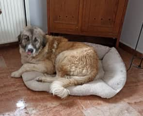 Kaya is a big,  probably 7-8 year old shepherd dog.
She was found in snow in winter on the streets shortly after being castrated.