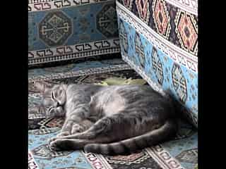 Noble sleeping the day away