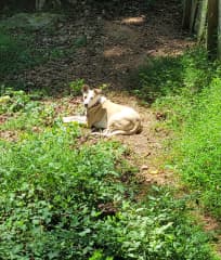 She loves to sit in the sun -- even when it's 90+ degrees.