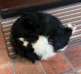 Fern curled up feet the wrong way!