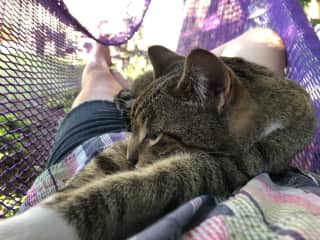 Hammock cat