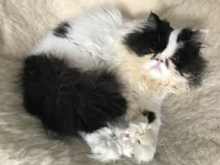 Archer in Hackney - hilarious kitten