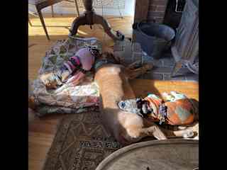 Puppy pile!! Maggie and Quentin snuggling in front of the fire with Rob on sit in stunning, snowy Vermont.