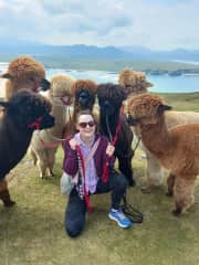 On an alpaca walk in the Inishowen peninsula