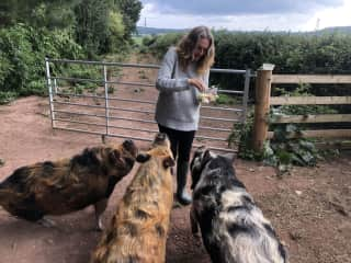 Pig sitting in Hereford