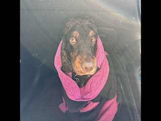 After a wild swim