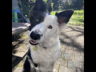 Billy the border collie