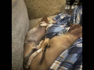 Snoozing on the couch while “mom” does some reading or watching TV in the evening.