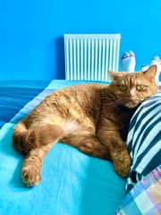 Cinnamon is a cuddly girl.