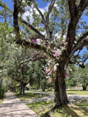 Neighborhood of beautiful oak and many other trees