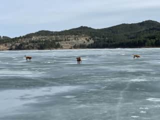 Ice Follies on Pactola Reservoir (10 min from home)