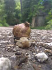 I love watching wild animals, and this bee free-riding on a snail was definitely a unique moment to capture.