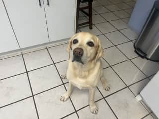 This is our 8 year old Lab. He is an extremely friendly and loving boy. He enjoys chasing tennis balls and spending time with the family.