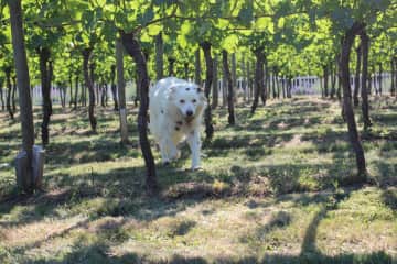 Hadrian running through the vineyard