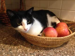 basket kitty