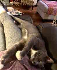 I’m a Hemingway, polydactyl kitty. Look at my big beautiful paws!