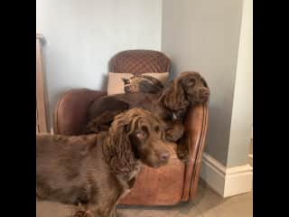 Max & Otto, energetic, fun spaniels that I've looked after on a number of occasions in Cheshire.