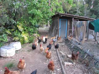 Our chickens in Australia