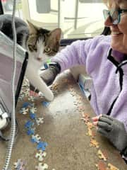 Doing a puzzle in an RV with a cat is about as easy as trying to change bedsheets with one. Fun and games. She was a good traveler in our RV.