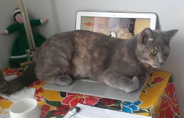 The laptop is a warm place to sit on!