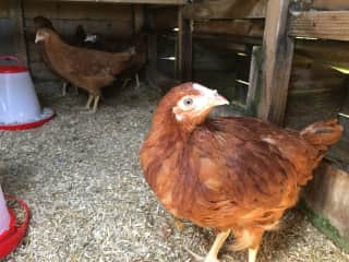 in the coop