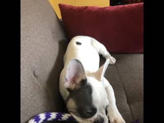 Apollo (this one loves to destroy all stuffies!)