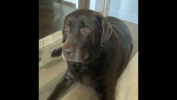 Leo at 11.5 years.