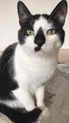 Jack is a curious cat and likes to try to run into the hallway, and while he is allowed in the apartment hallway, he doesn't go outside or on the balcony. Treats are an effective tool to bribe if you don't feel like chasing him down the hall on exit.