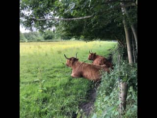 See some Scottish cows at Pollock Country Park in Glasgow